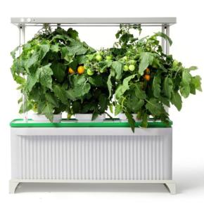 Гидропонная установка HobbyFarm DQ62003, домашний умный смарт сад, 3 ячейки с фитолампой