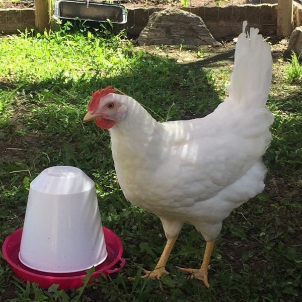 Поилка вакуумная 1,5 л для цыплят и мелкой птицы