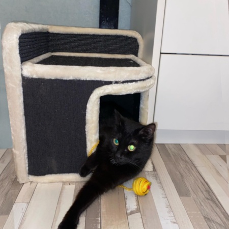 Когтеточка-домик 35х35х38 см, черный