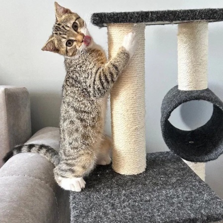 Когтеточка-комплекс 35х35х105 см, черный