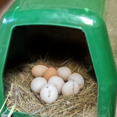 Гнездо для кур несушек пластик