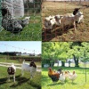 Сетка для электропастуха для овец и коз FarmGuard, 90 см / 50 м