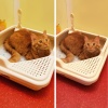 Лоток для кошек Catidea 44х44х14,5 см с совком, розовый