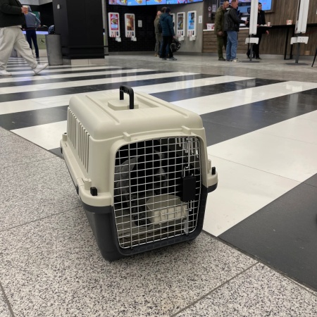 Переноска Departures Range 60х40х40 см, авиапереноска Pet Choice авиа стандарт для животных до 10 кг в самолет или в машину​