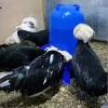 Поилка вакуумная 5 л с ручкой на ножках
