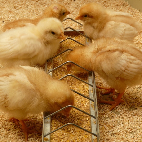 Кормушка лотковая 40 см оцинкованная cталь для цыплят