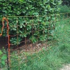 Сетка для электропастуха для овец и коз FarmGuard, 90 см / 50 м