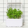 Гидропонная установка HobbyFarm Mini DQ6200-LB-6, домашний умный смарт сад, 6 ячеек, с фитолампой