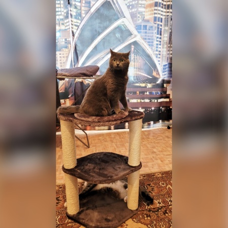 Когтеточка-лежак 3 этажа 46х30х65 см, серый