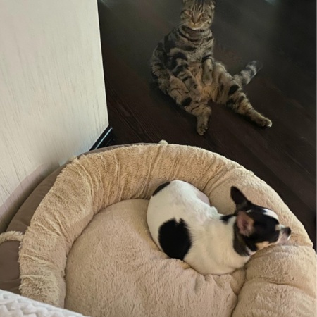 Лежак подушка Pet Choice для собак и кошек, круглый 76х76х15 см, меховой, бежевый
